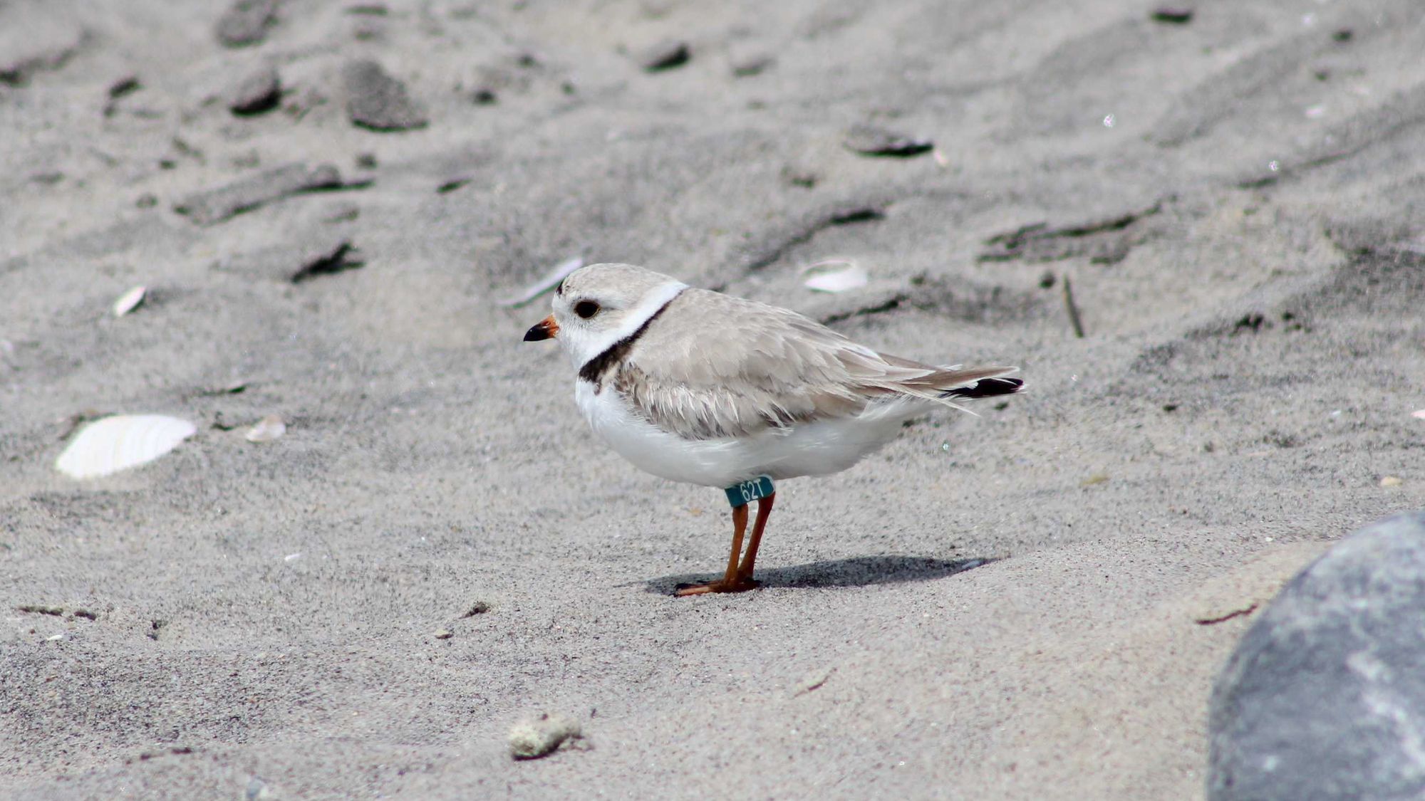 Piping Plovers On the Beach