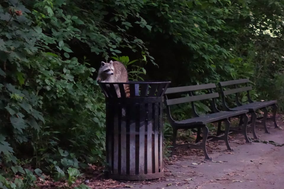 Raccoons Shadow Our Summer Delights